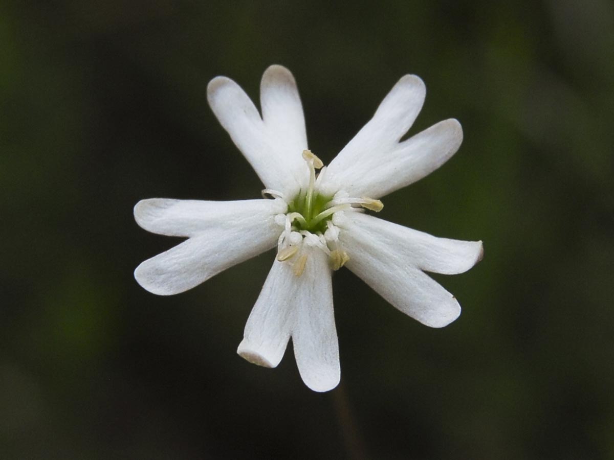 Blüte